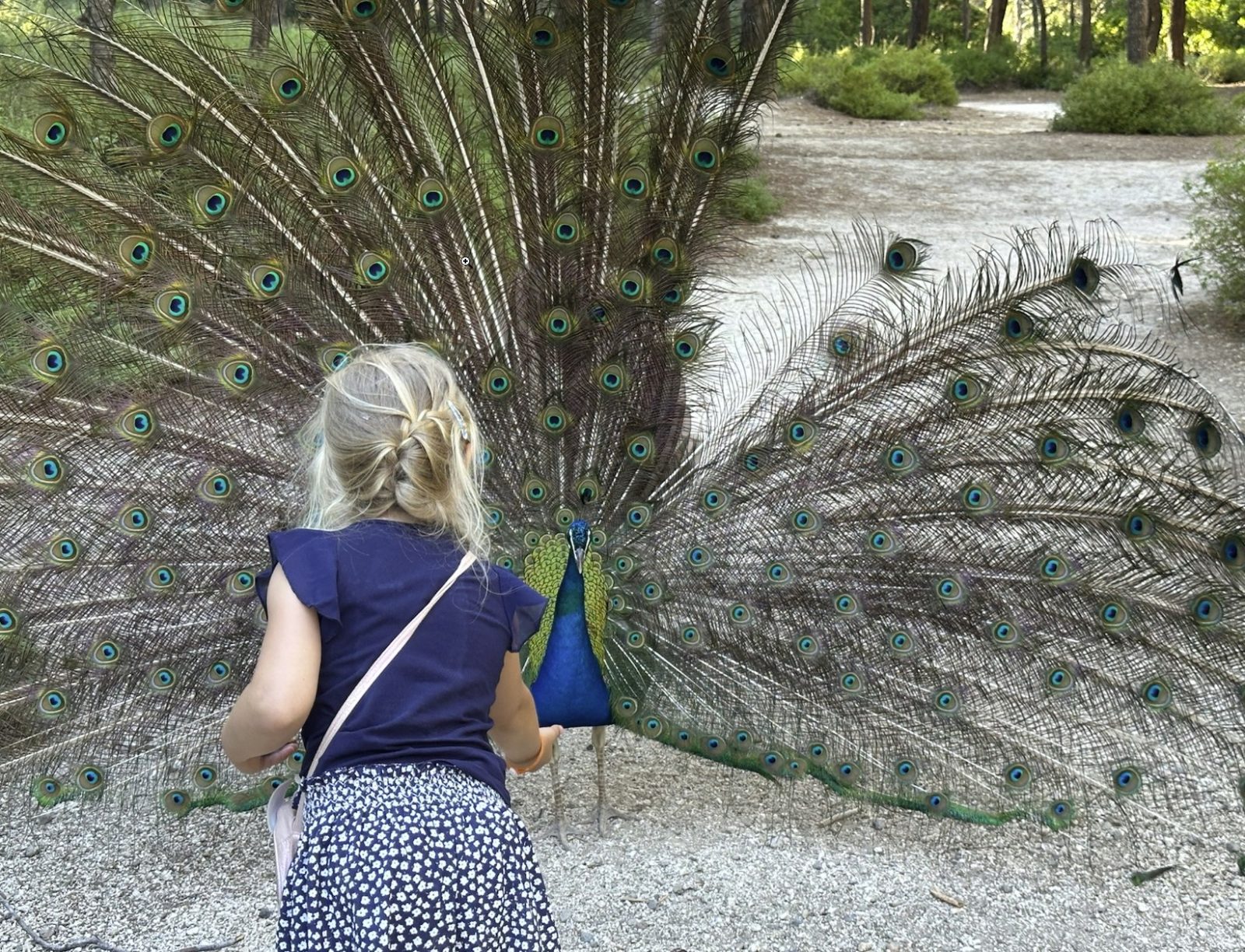 Emilia und der Pfau